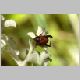 DSC_2384 - monkey beetle.jpg